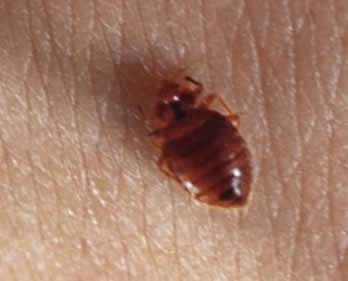 ... for preventing bed bug infestations and controlling bed bug outbreaks