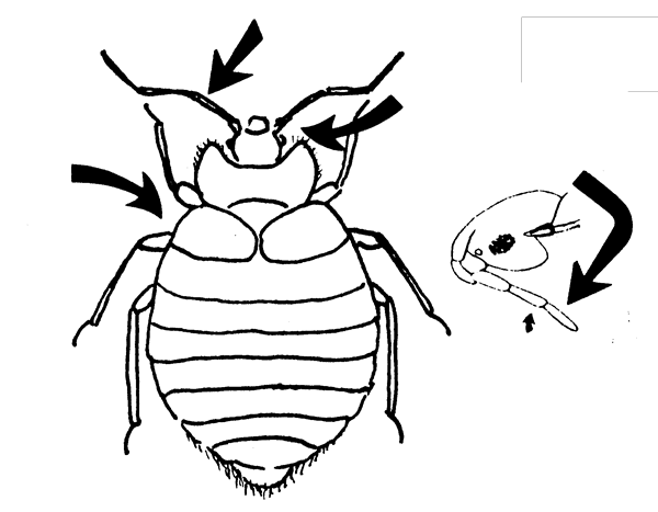 Bed Bug, Cimex lectularis