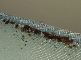 Bed bugs in mattress seam