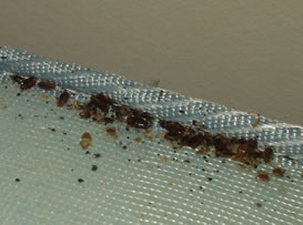 Bed Bugs Mattress