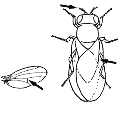 drosophila life cycle. Drosophila Life Cycle. Line drawing of fruit fly