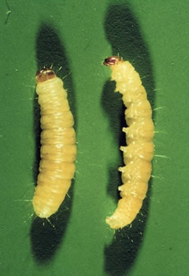 Indianmeal moth larvae