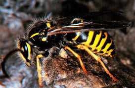 Aerial yellowjacket worker