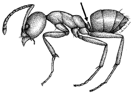 Profile of argentine ant