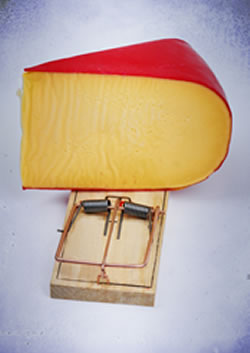 immense chunk of cheese in mouse trap