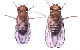 Argentine ant workers on leaf