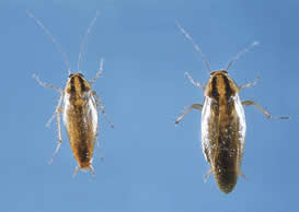 German cockroach adult male and female