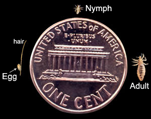 head lice next to a penny to show scale