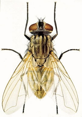 Argentine ant worker