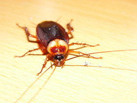 cockroach closeup