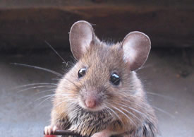 Close up of face of house mouse