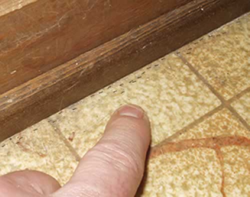 Trailing odorous house ants along baseboard
