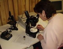 Entomologist at microscope