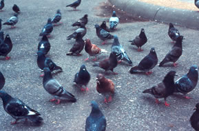 flock of pigeons