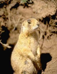 prairie dog