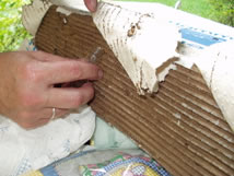 entomologist collecting termites from cardboard monitoring device