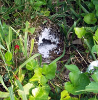 Yellowjacket ground nest with dusted entrance hole