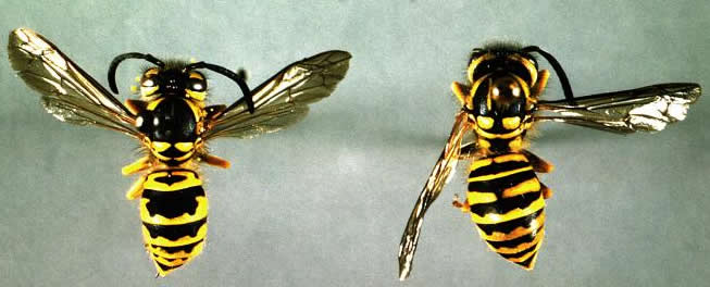 pair of yellowjackets