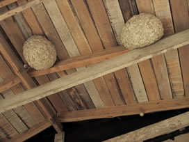 yellowjacket nests hanging from ceiling