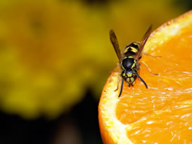 yellowjacket on orange