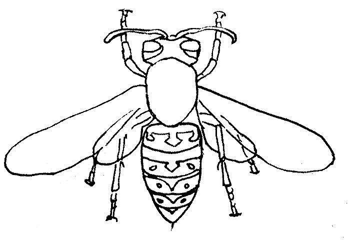 Line drawing showing shape of yellowjacket