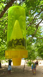 Yellowjacket trap full of yellowjackets  in tree